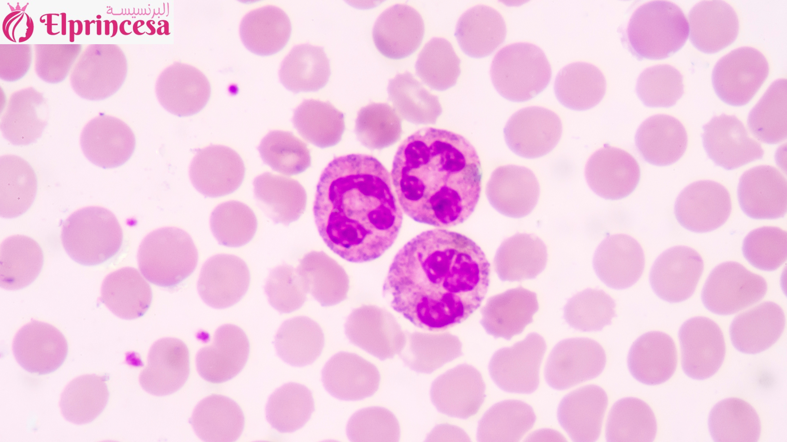 خلايا الدم البيضاء